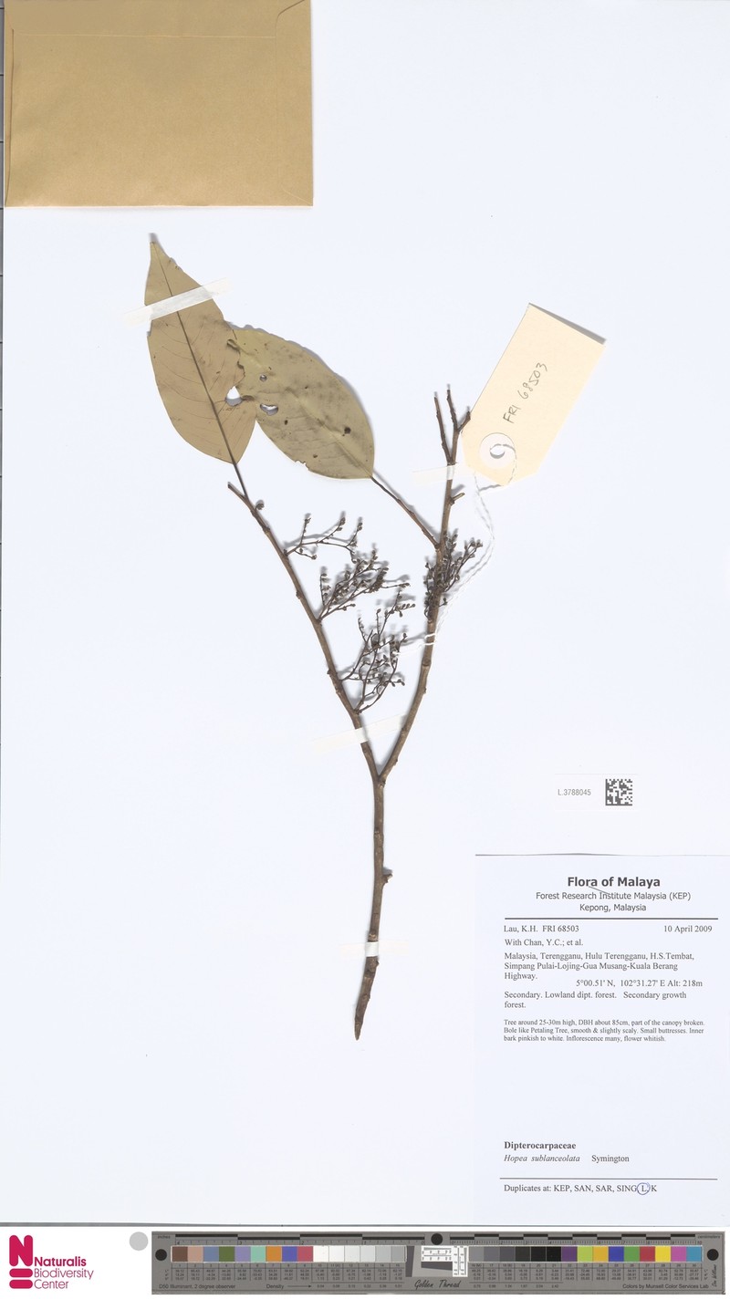 Hopea sublanceolata photo 2