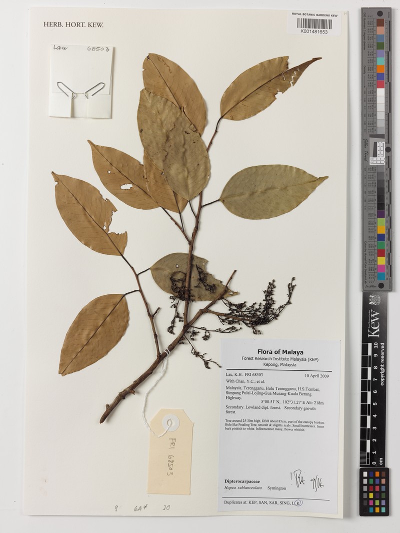 Hopea sublanceolata photo 3
