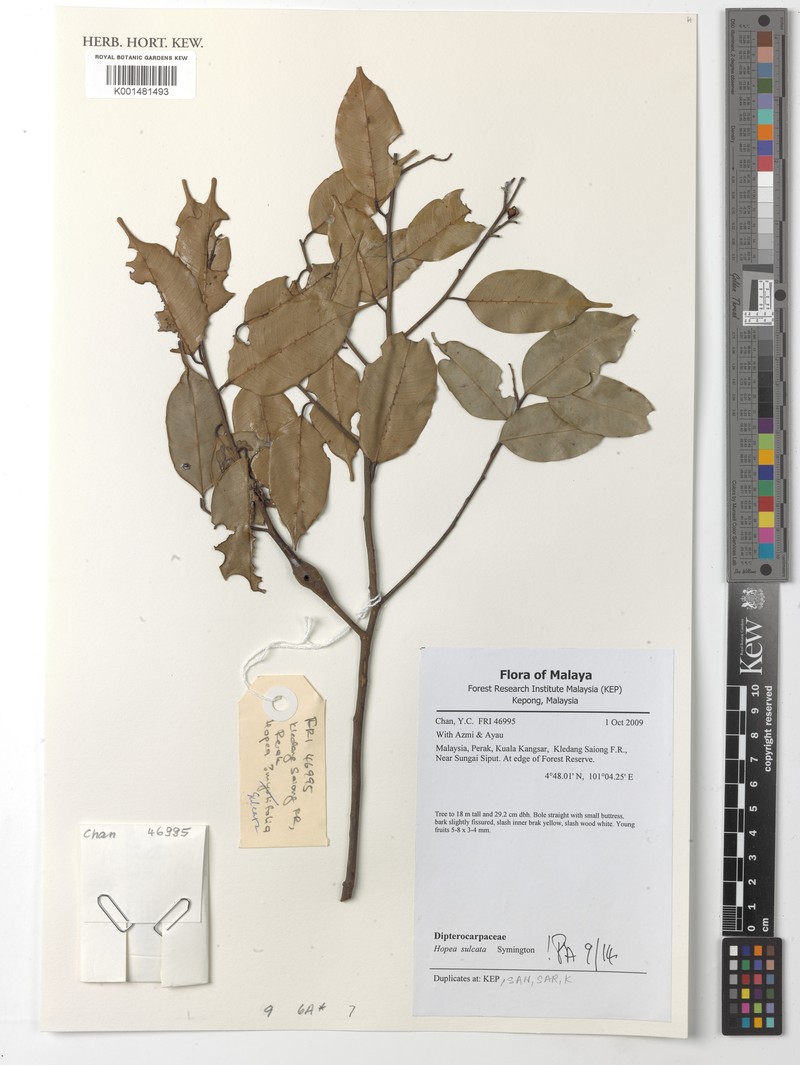 Hopea sulcata