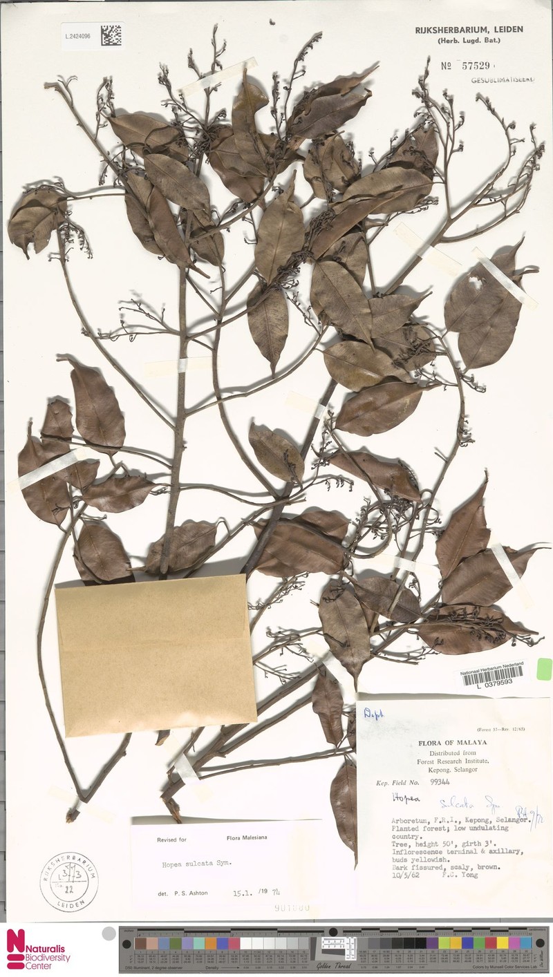Hopea sulcata photo 4