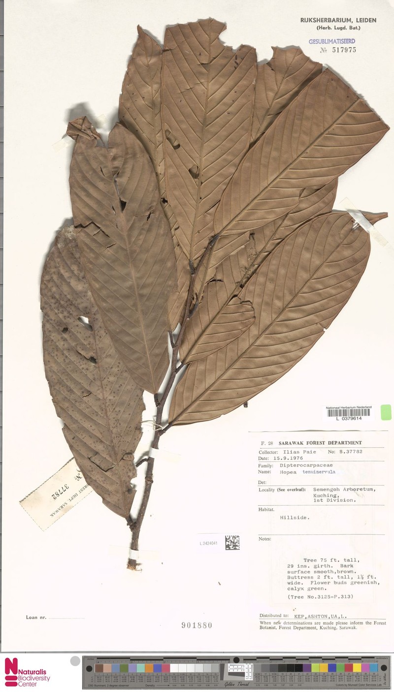 Hopea tenuinervula