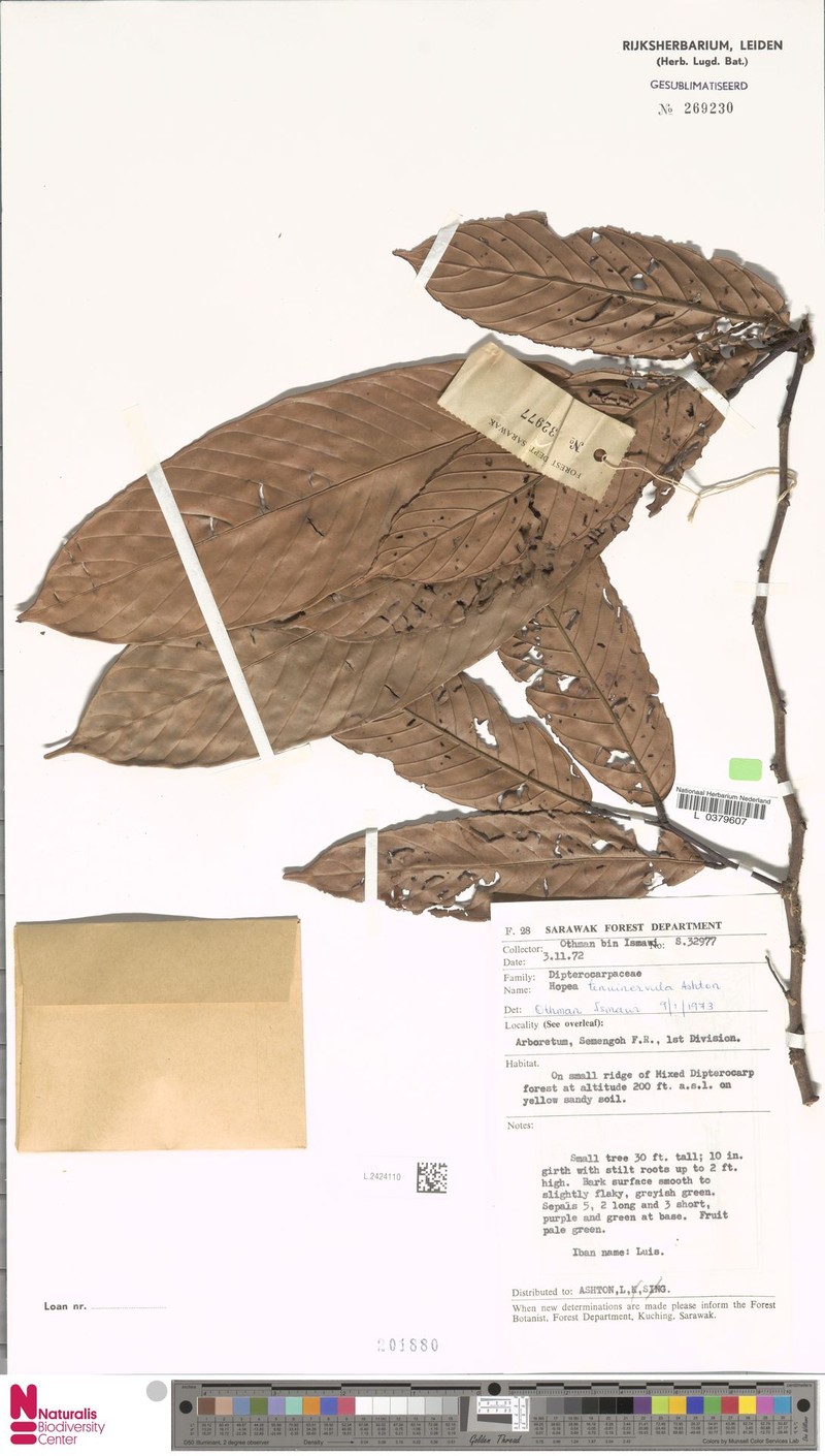 Hopea tenuinervula photo 2