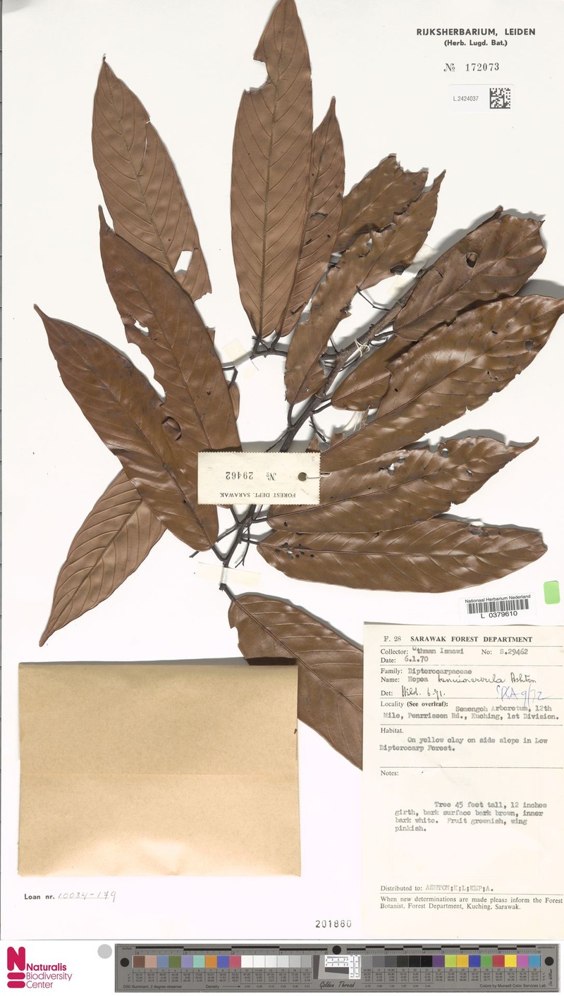 Hopea tenuinervula photo 3
