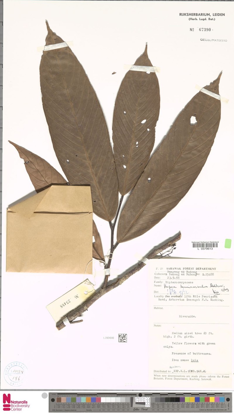 Hopea tenuinervula photo 4