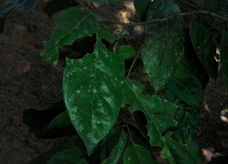 Hopea thorelii