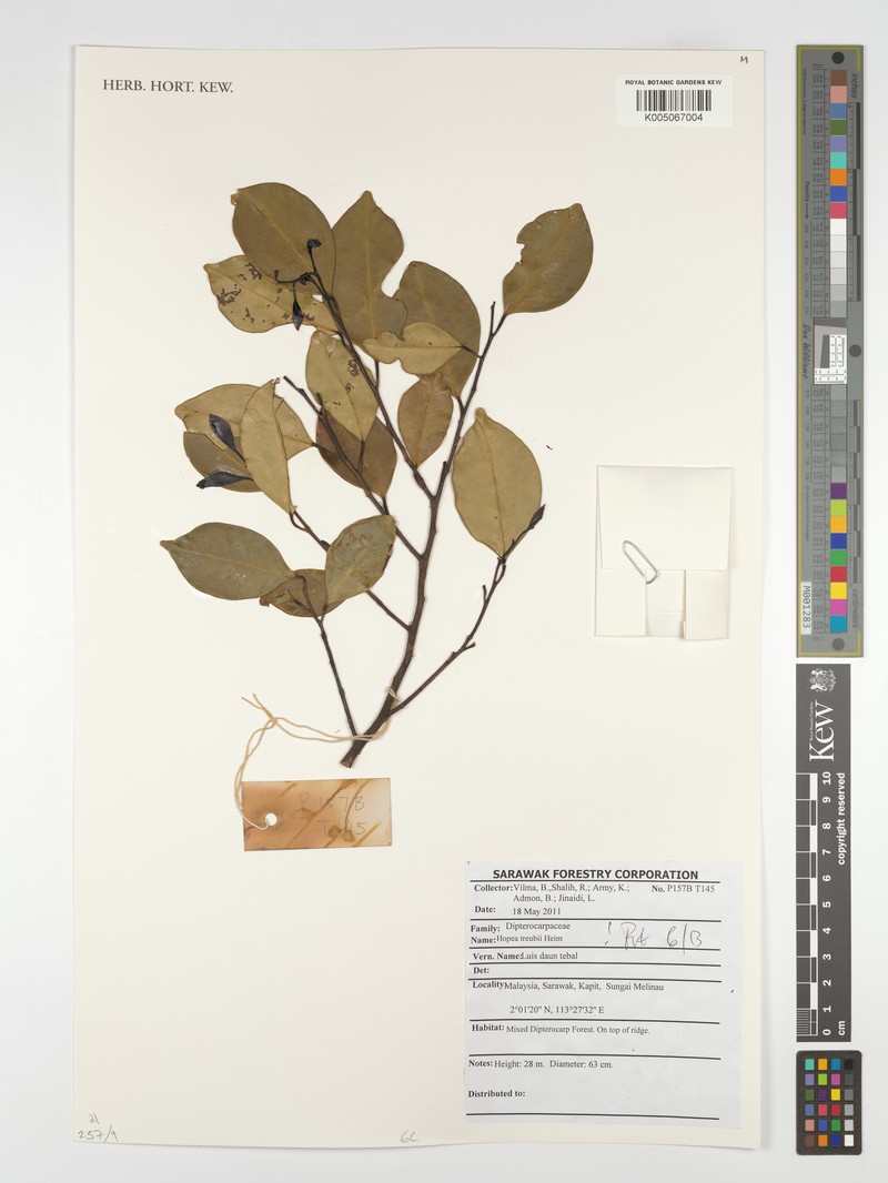 Hopea treubii