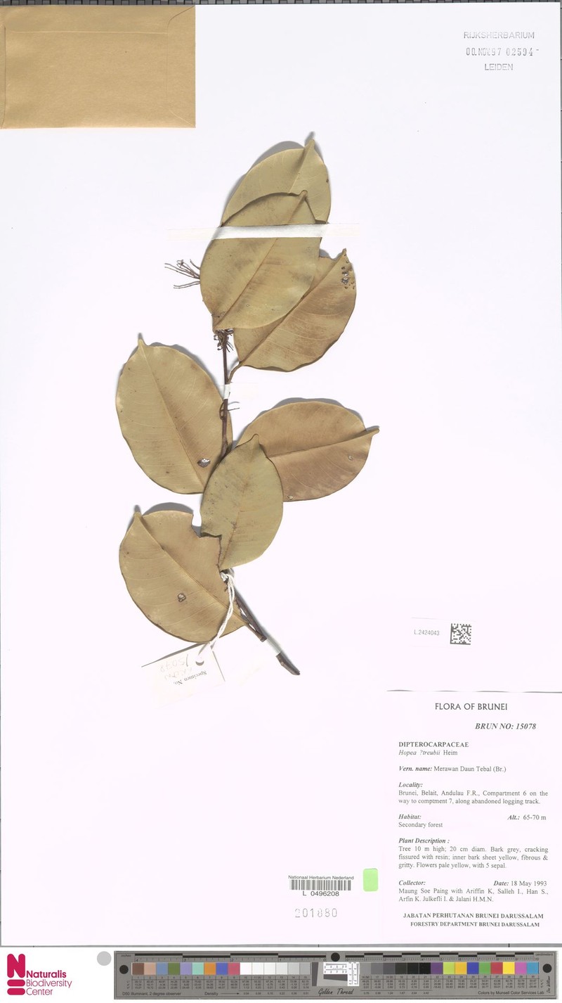 Hopea treubii photo 2