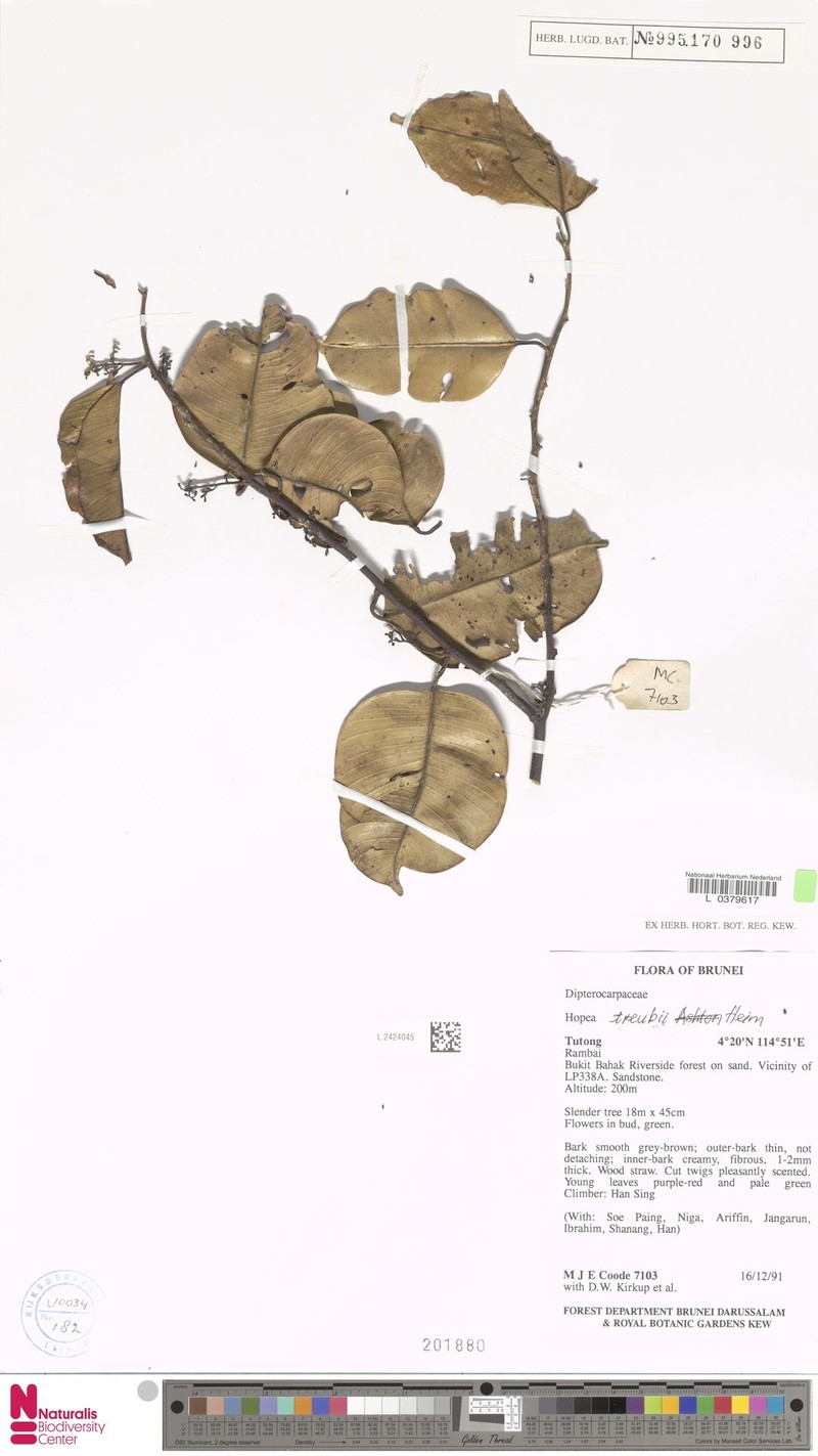 Hopea treubii photo 3