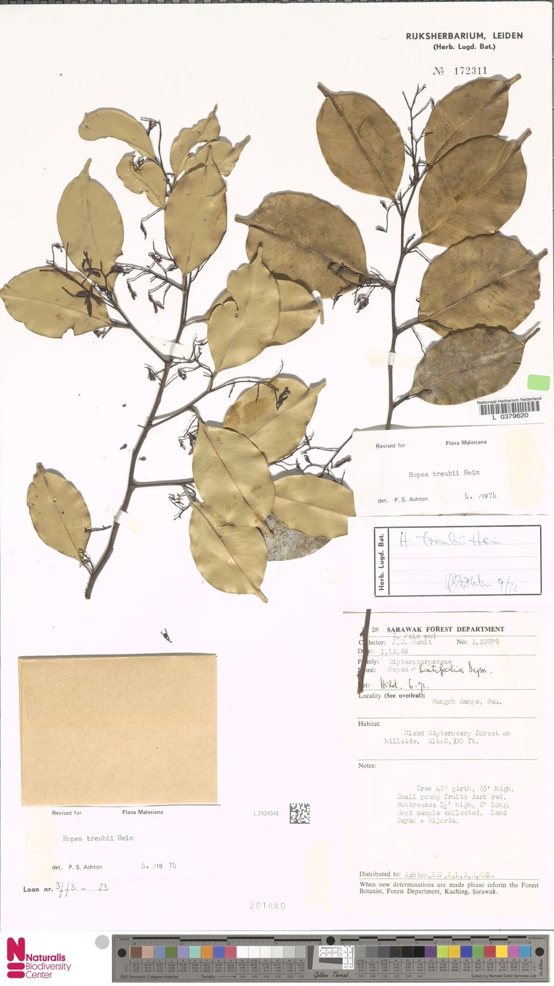 Hopea treubii photo 4