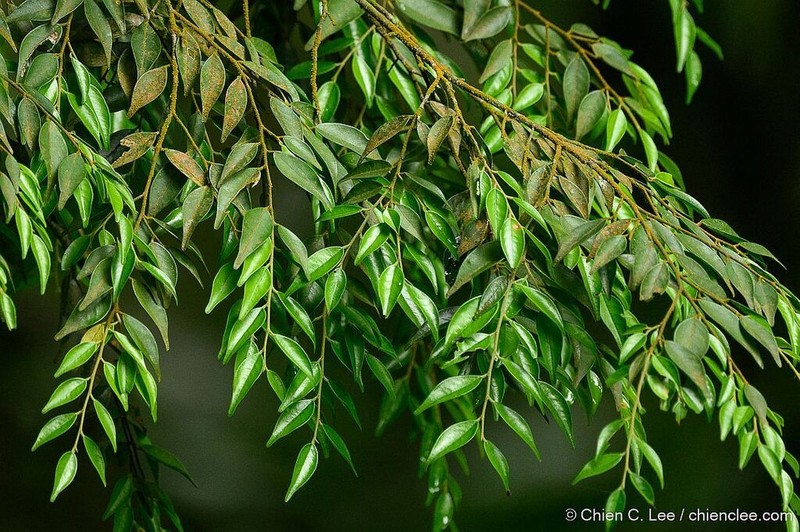 Hopea vacciniifolia