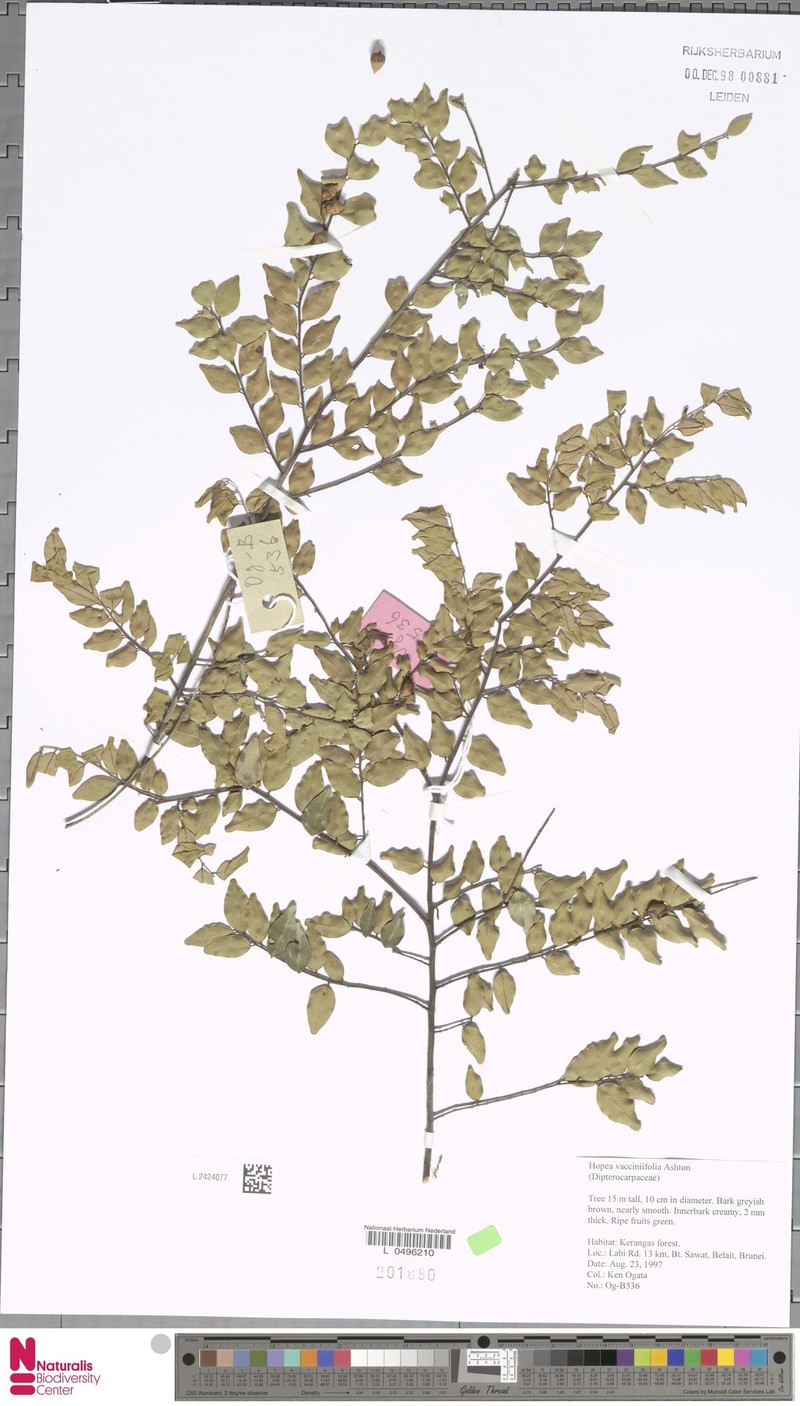 Hopea vacciniifolia photo 3