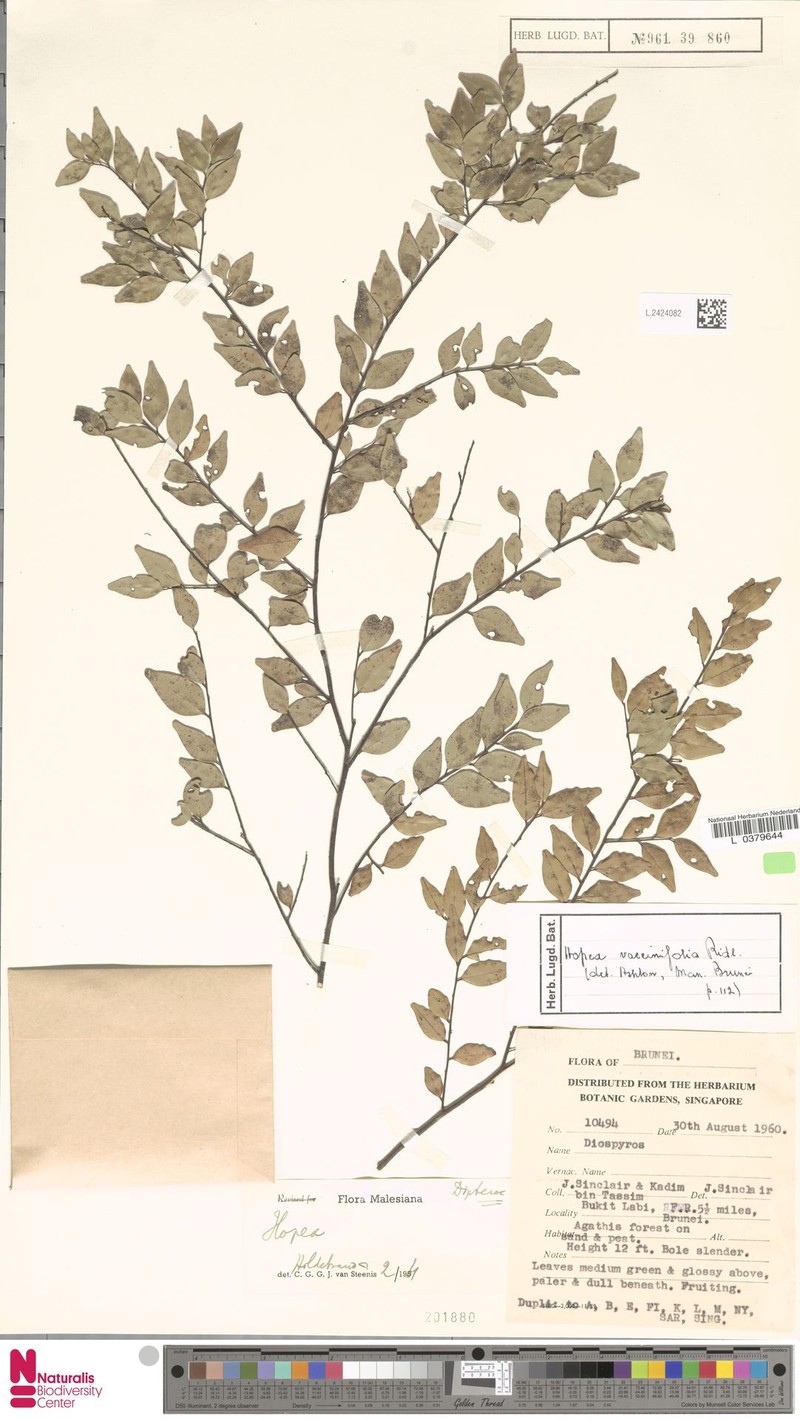 Hopea vacciniifolia photo 4