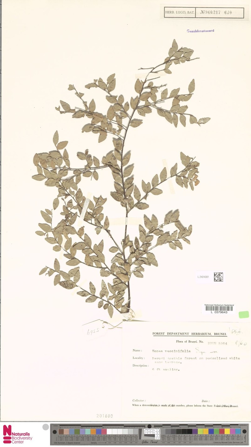 Hopea vacciniifolia photo 5