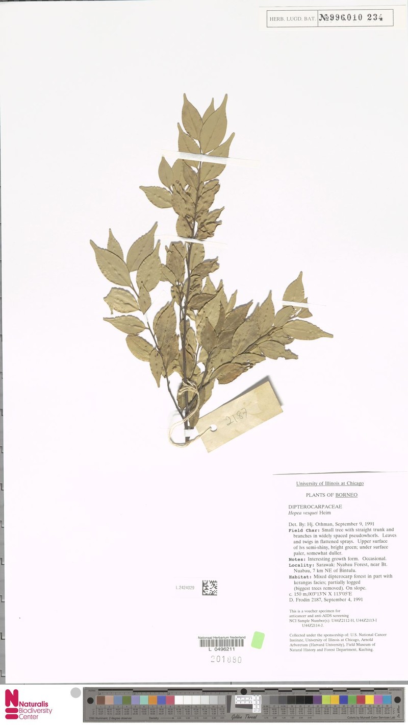 Hopea vesquei