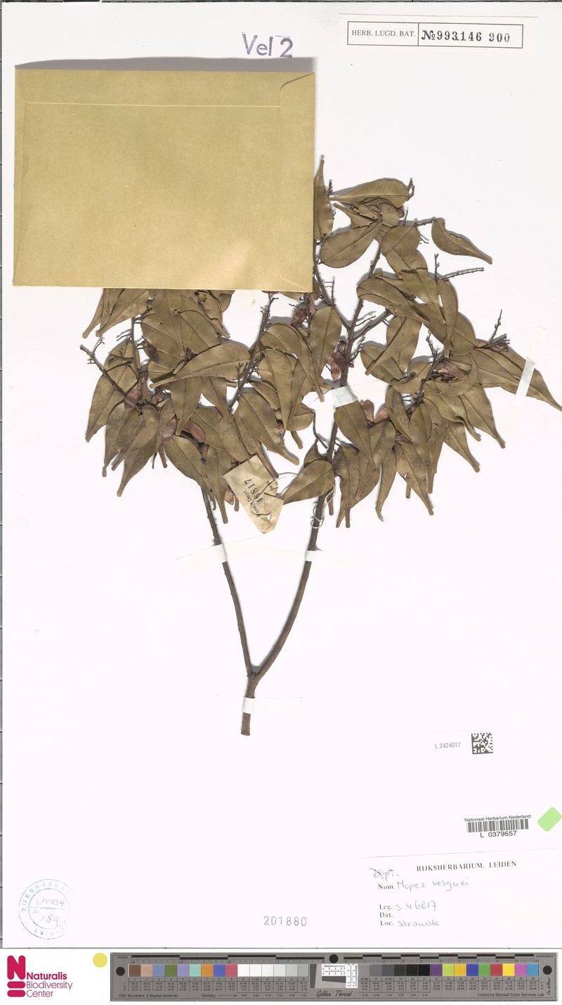 Hopea vesquei photo 3