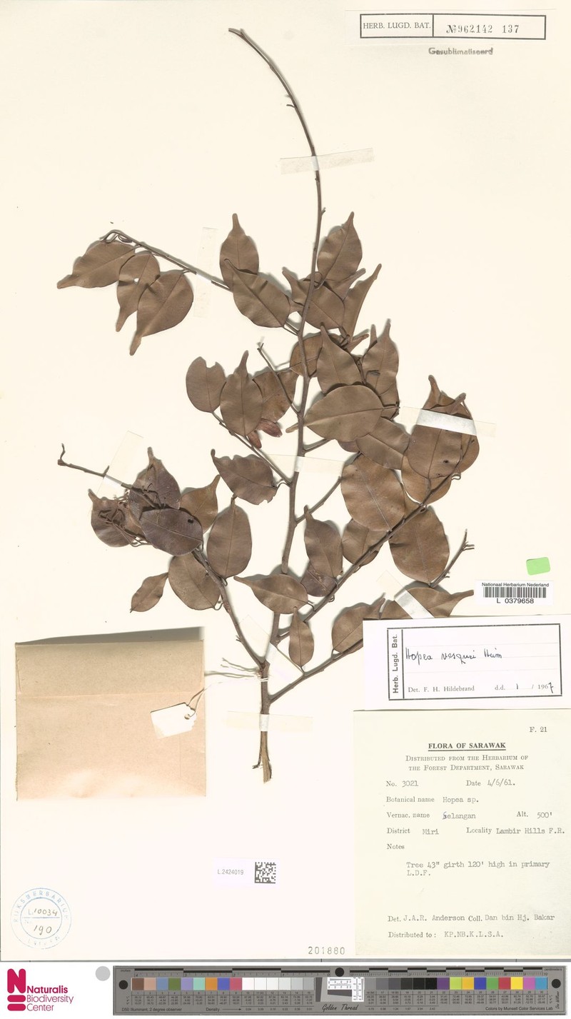 Hopea vesquei photo 4