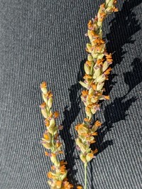 Vine Mesquite
