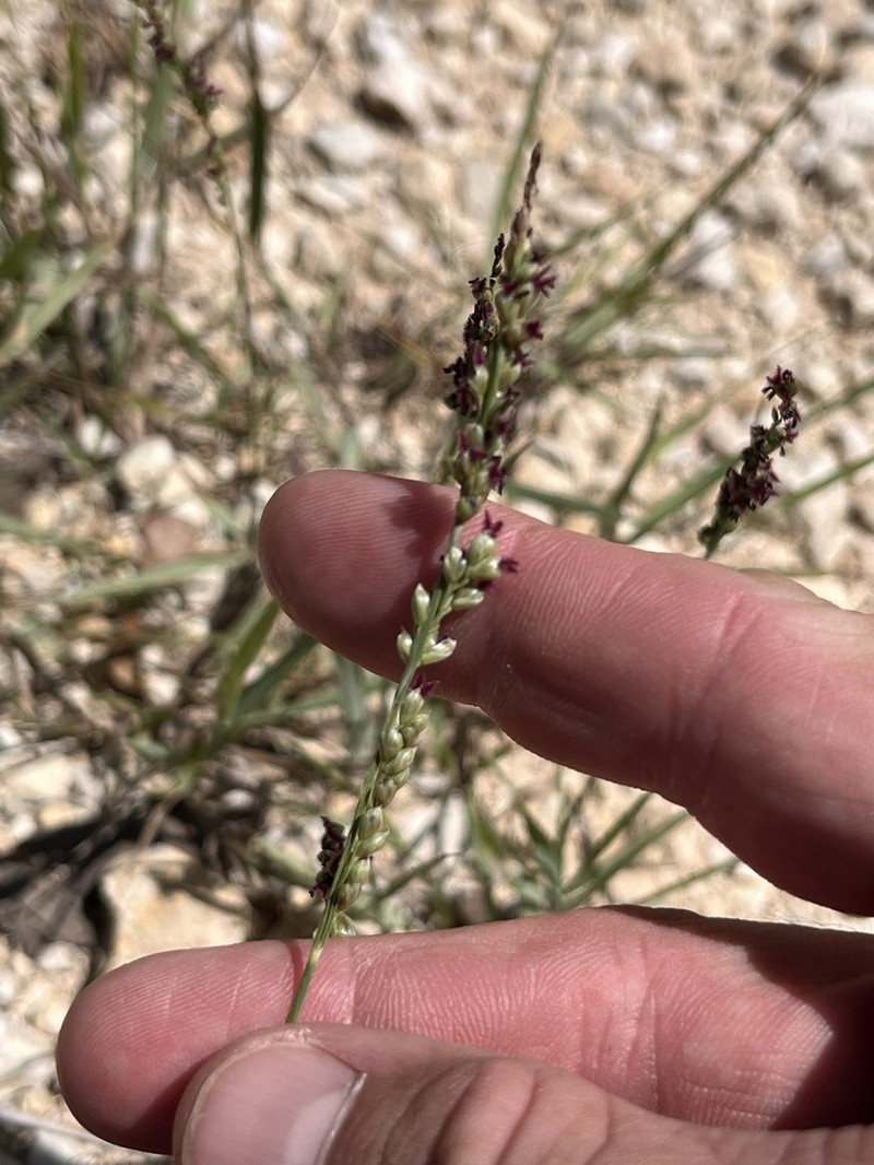 Vine Mesquite photo 3