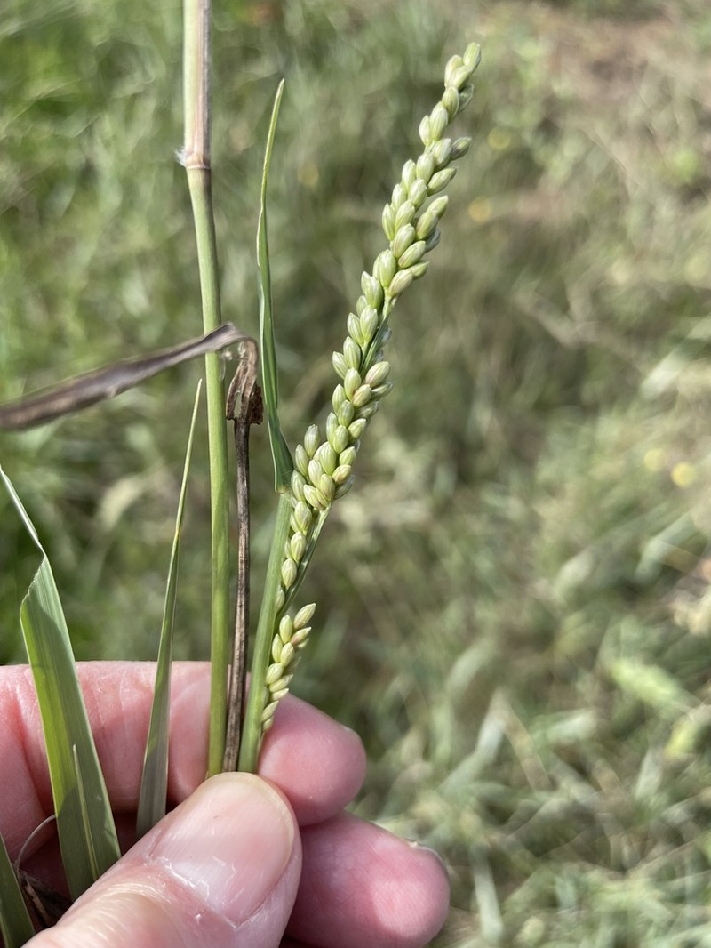 Vine Mesquite photo 4