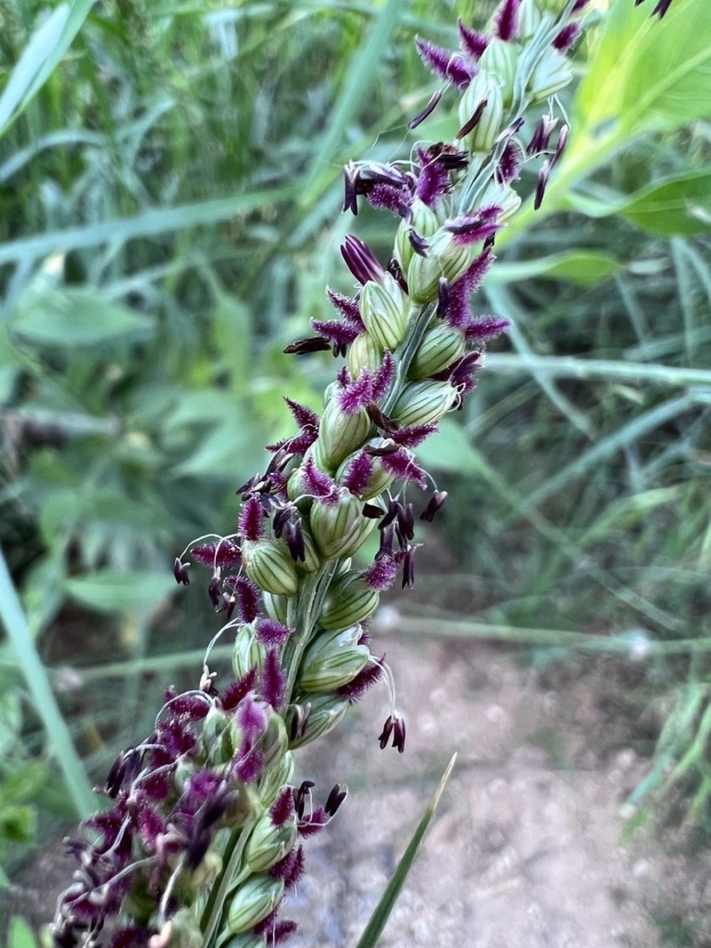 Vine Mesquite photo 5