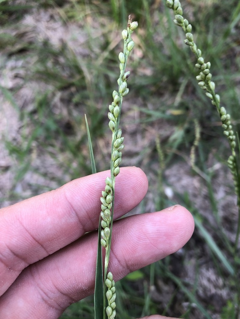 Vine Mesquite photo 6