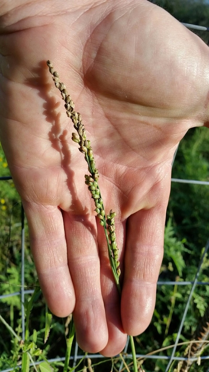 Vine Mesquite photo 7