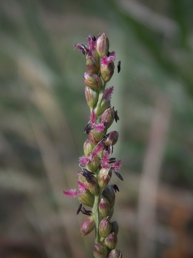 Vine Mesquite photo 8