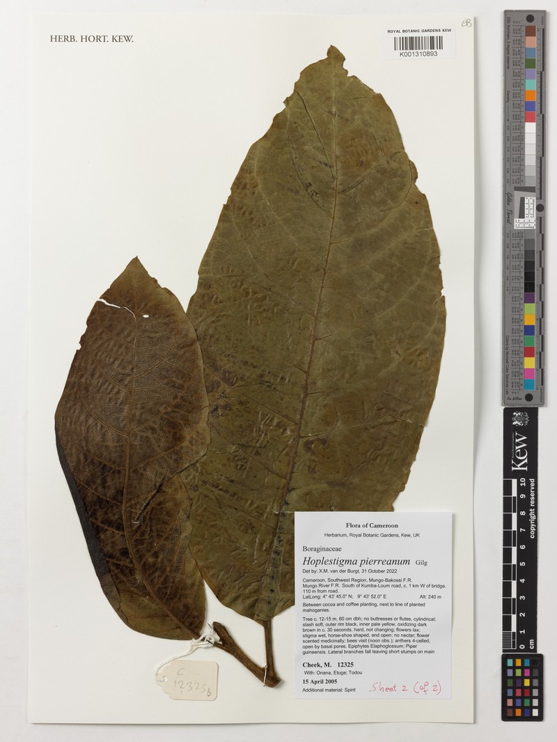 Hoplestigma pierreanum
