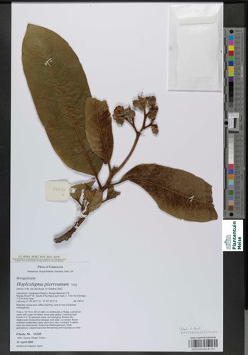 Hoplestigma pierreanum photo 3