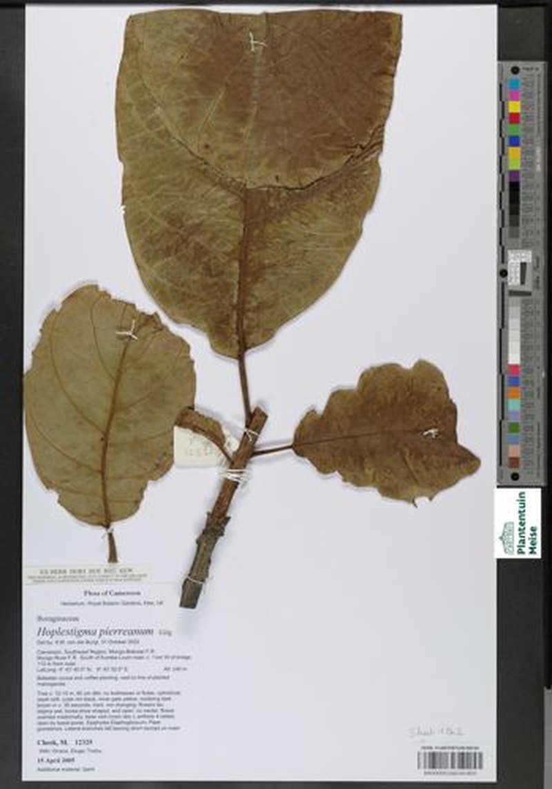 Hoplestigma pierreanum photo 4