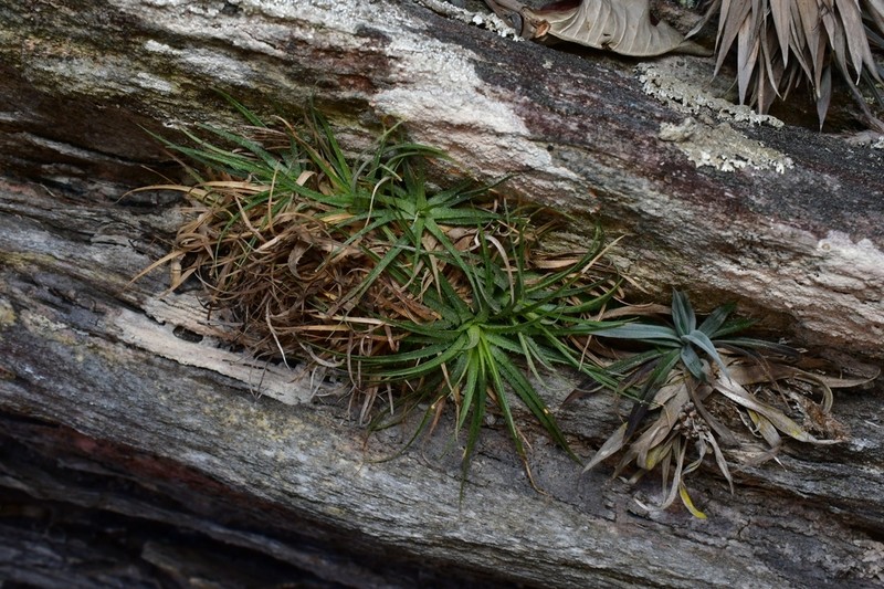 Hoplocryptanthus knegtianus