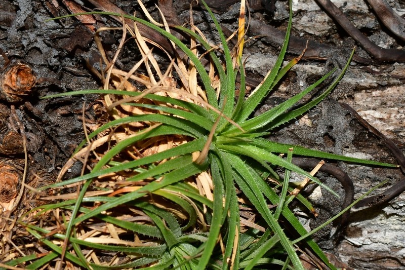 Hoplocryptanthus knegtianus photo 2