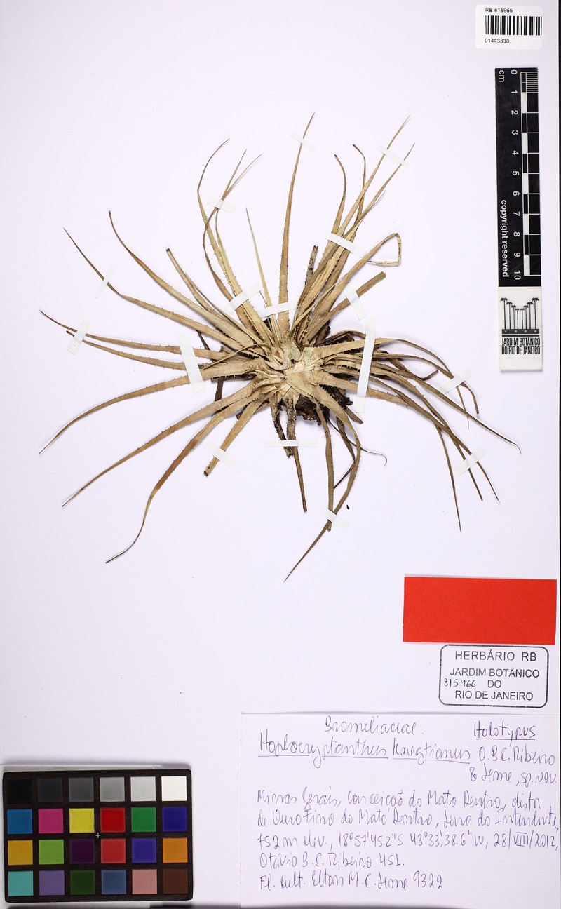 Hoplocryptanthus knegtianus photo 3