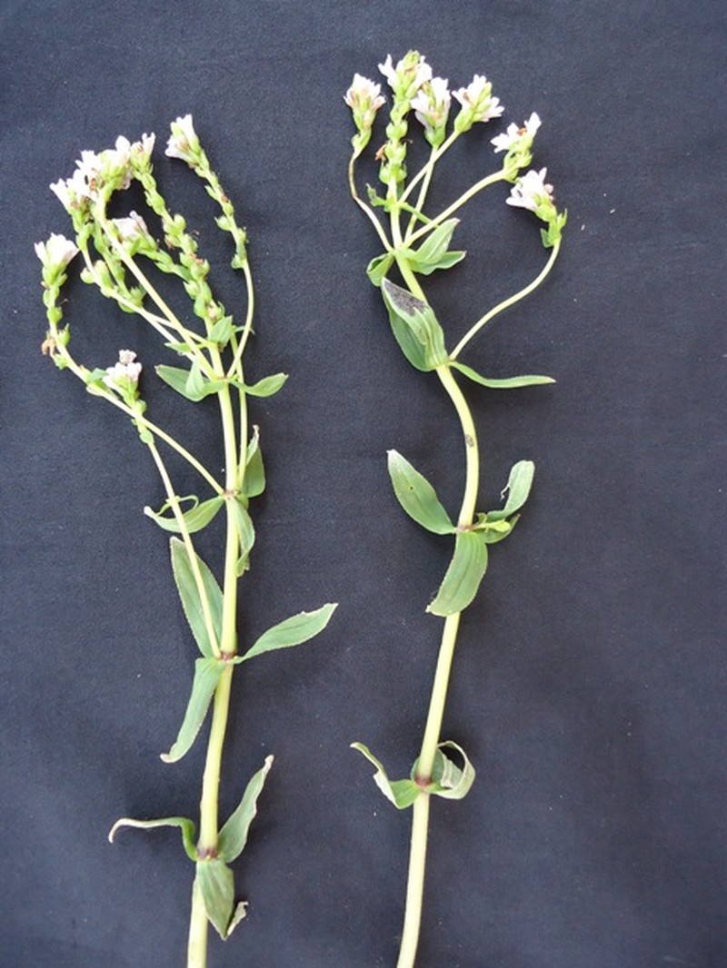 Hoppea dichotoma