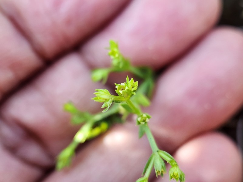 Hoppea dichotoma photo 4