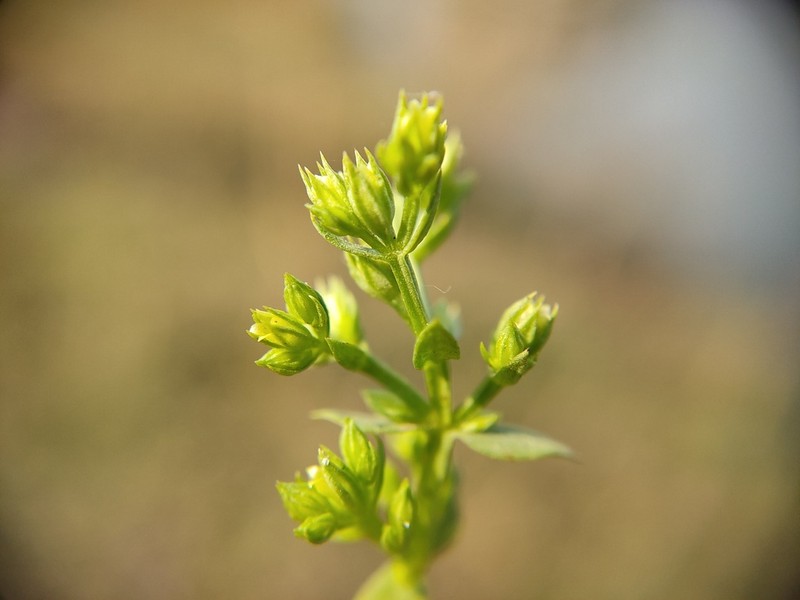 Hoppea dichotoma photo 5