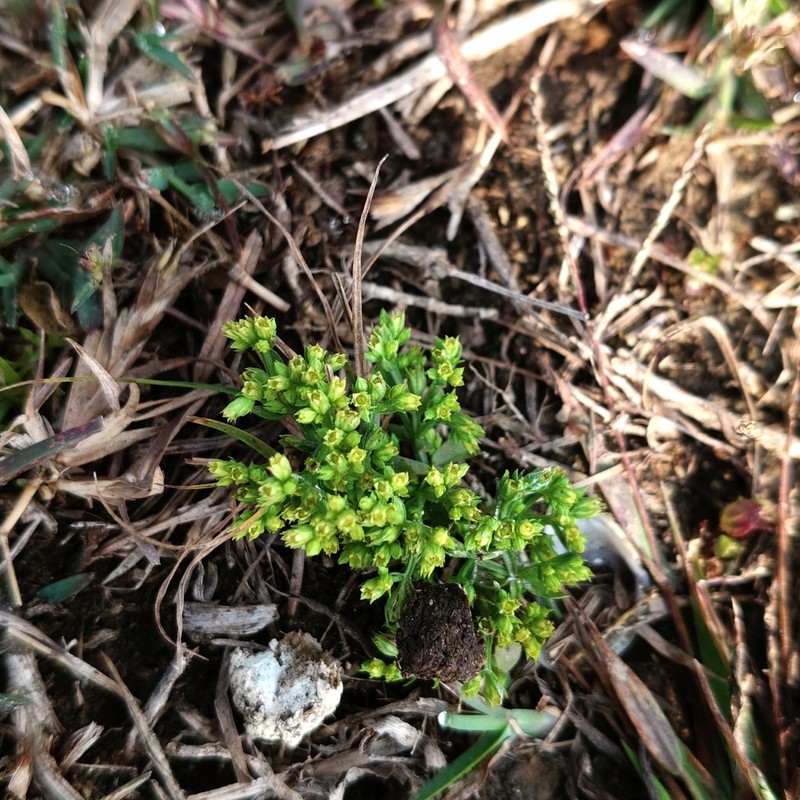 Hoppea dichotoma photo 6