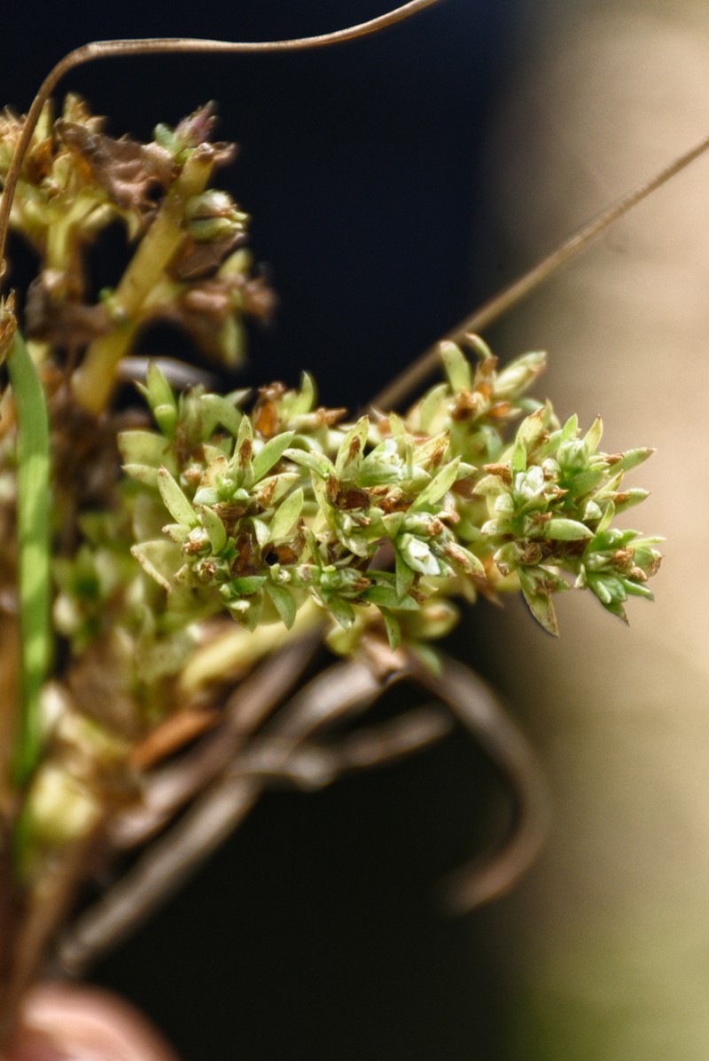 Hoppea fastigiata