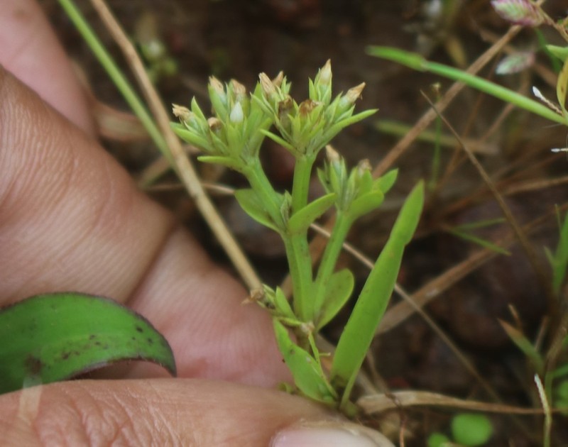 Hoppea fastigiata photo 2
