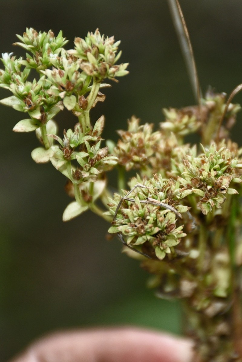 Hoppea fastigiata photo 3