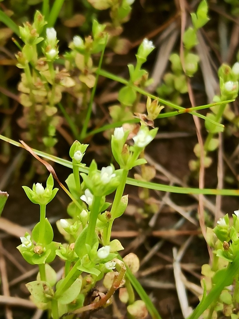 Hoppea fastigiata photo 4