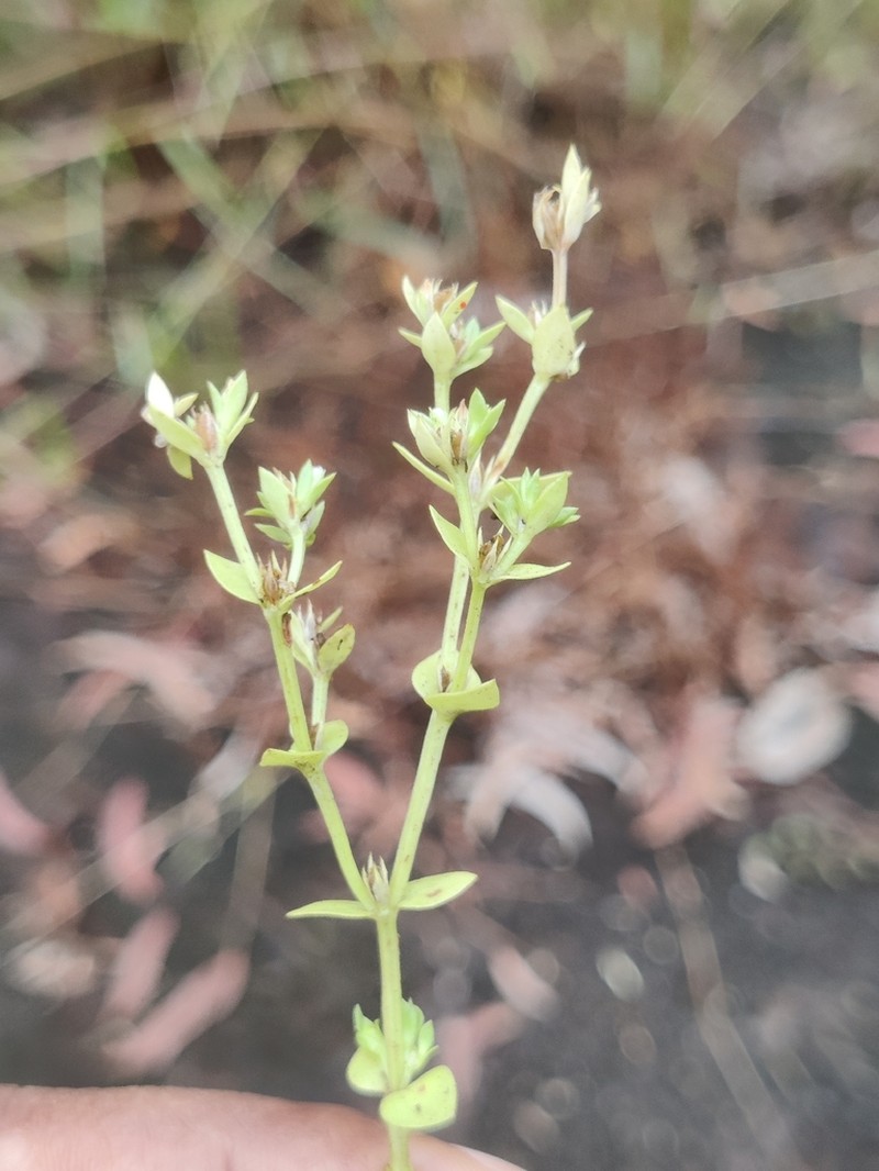 Hoppea fastigiata photo 5