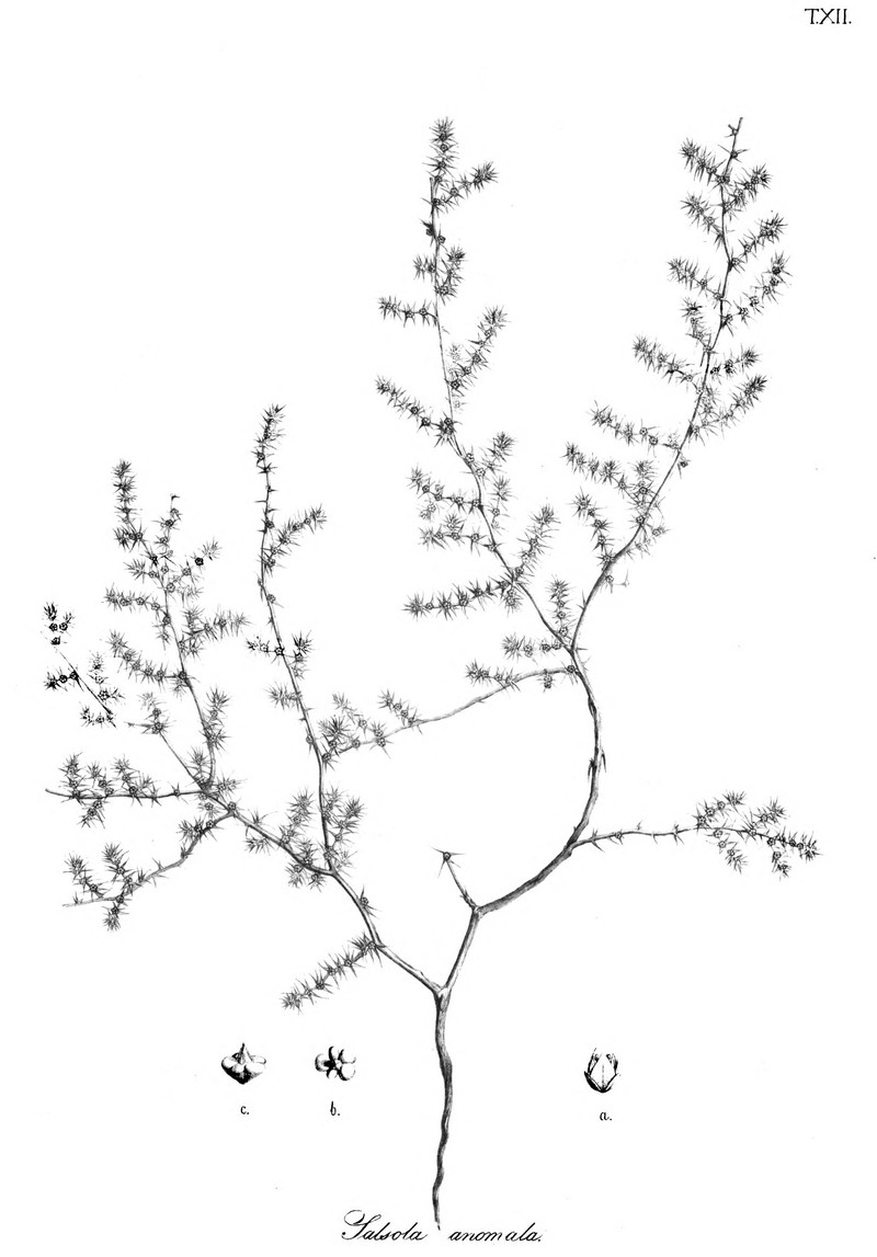 Horaninovia anomala
