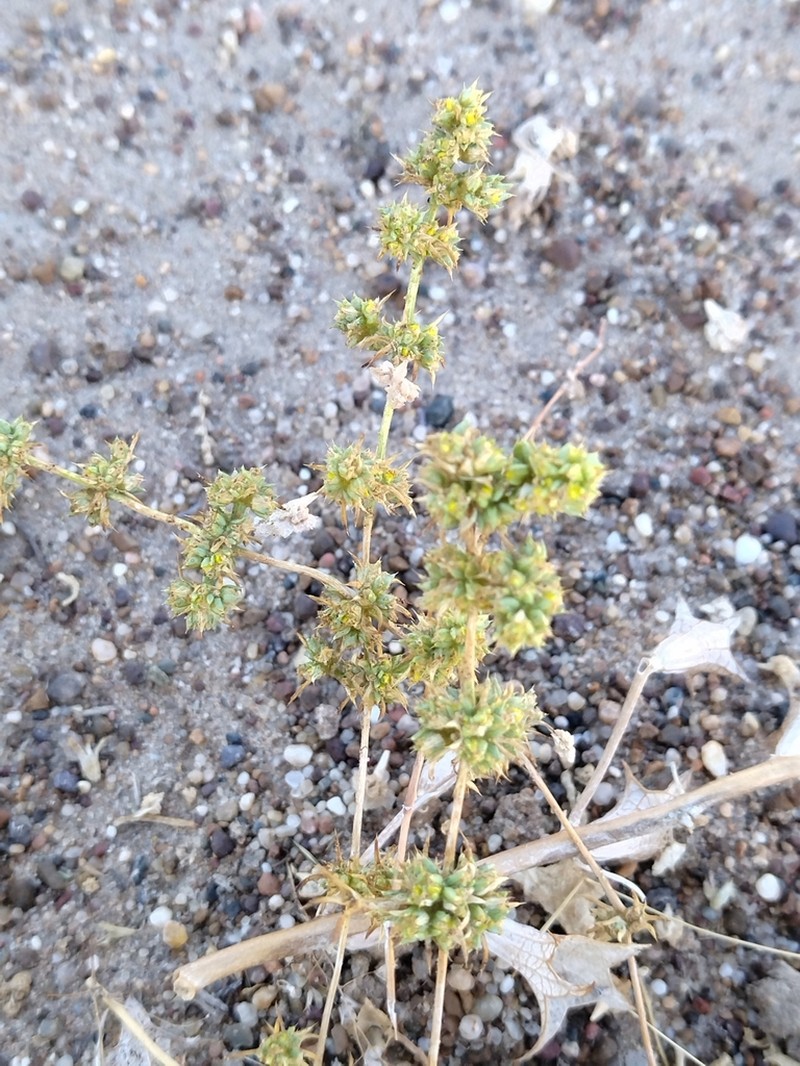 Horaninovia ulicina