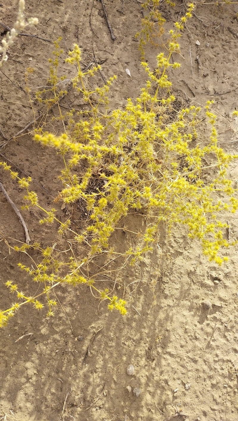 Horaninovia ulicina photo 2