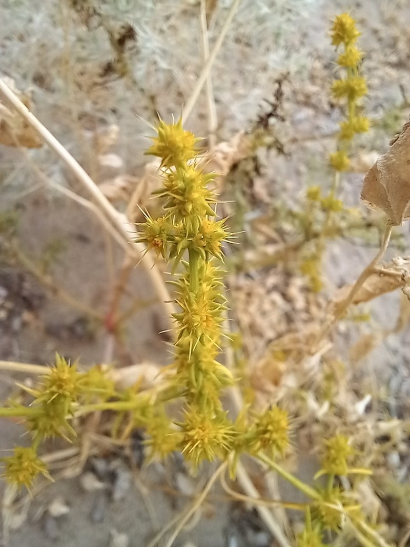 Horaninovia ulicina photo 4