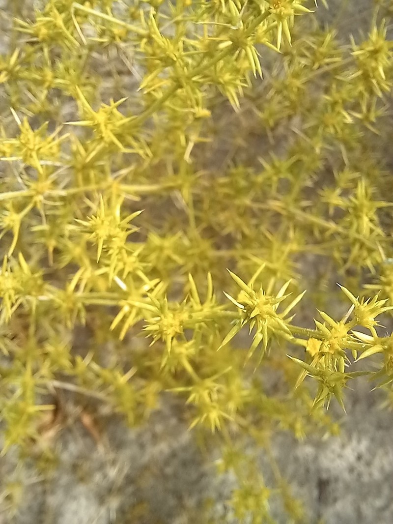 Horaninovia ulicina photo 6