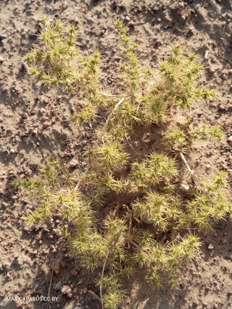 Horaninovia ulicina photo 8