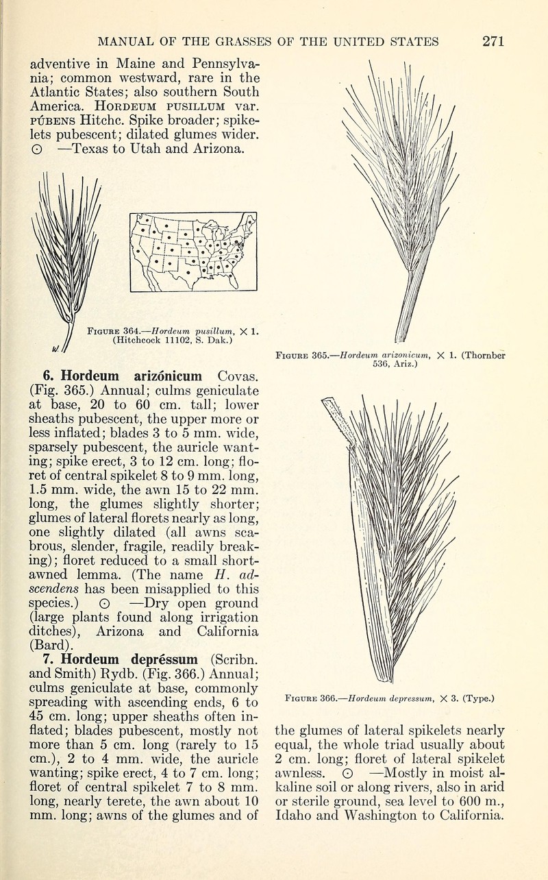 Arizona Barley photo 2