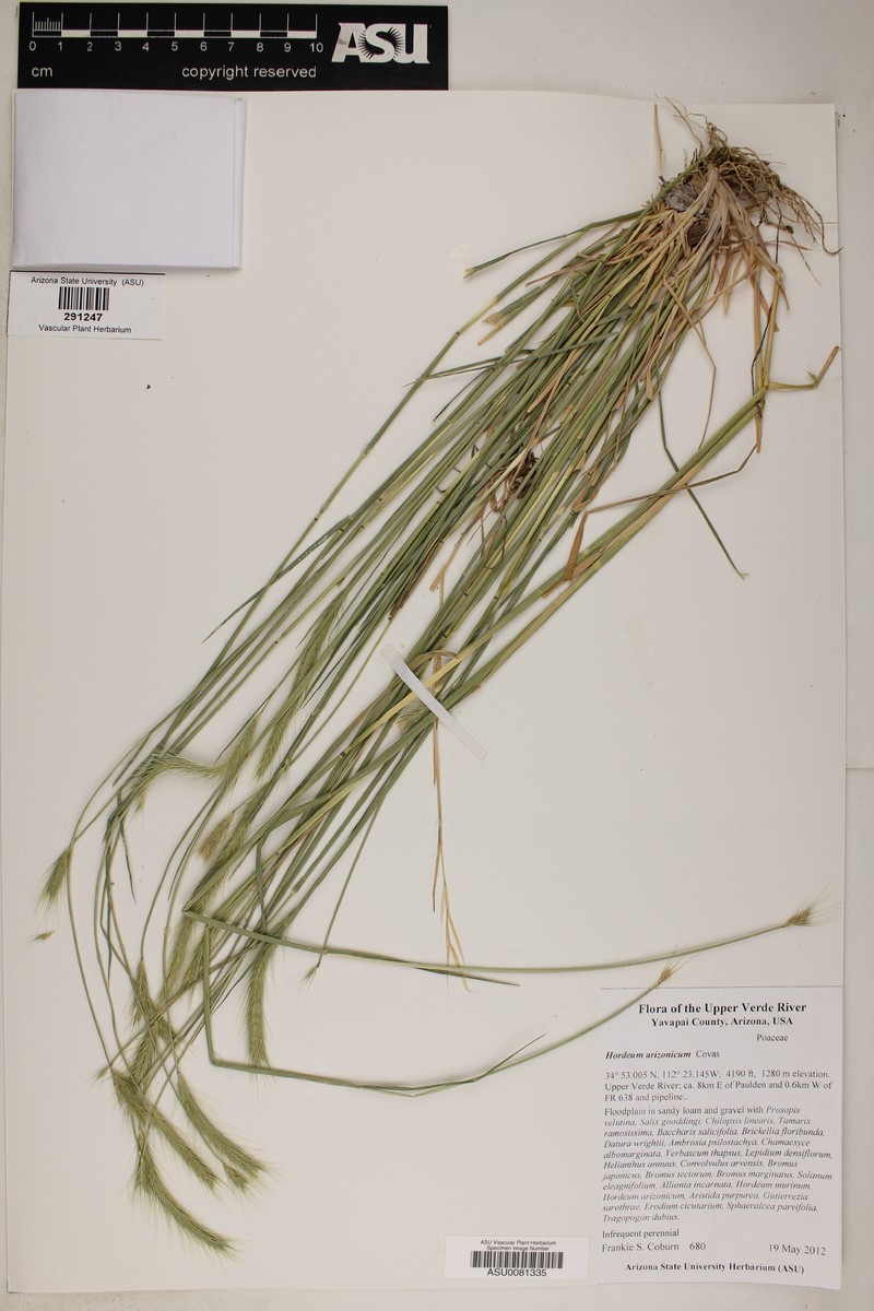 Arizona Barley photo 2